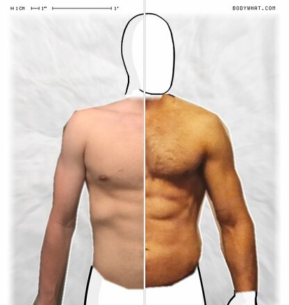 Torso Comparison