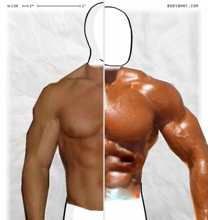 Torso Comparison