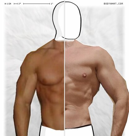 Torso Comparison