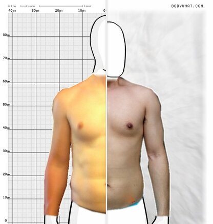 Torso Comparison