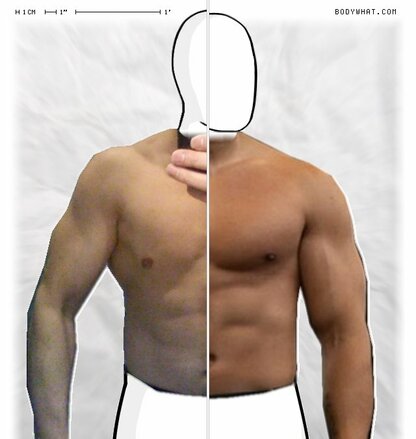 Torso Comparison