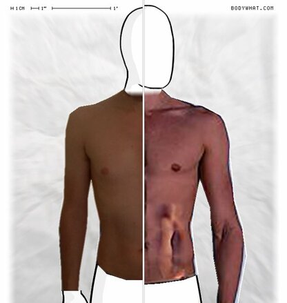 Torso Comparison