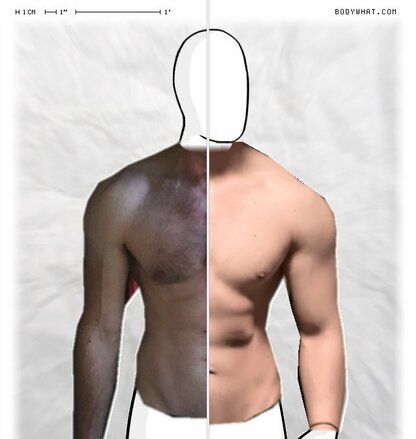 Torso Comparison