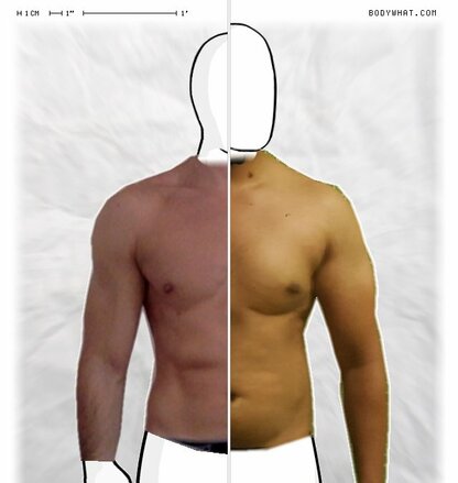 Torso Comparison