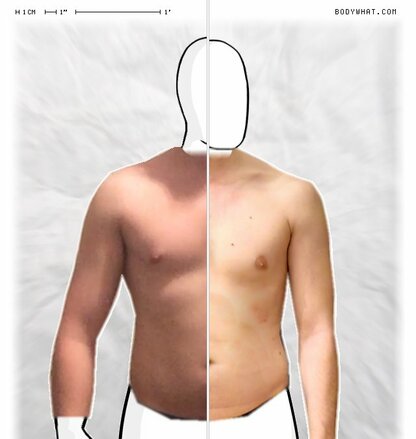 Torso Comparison