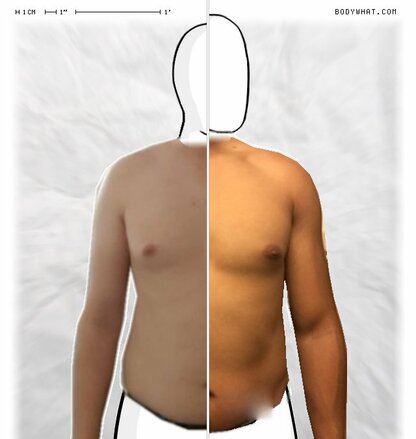 Torso Comparison