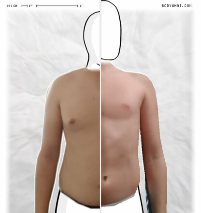 Torso Comparison