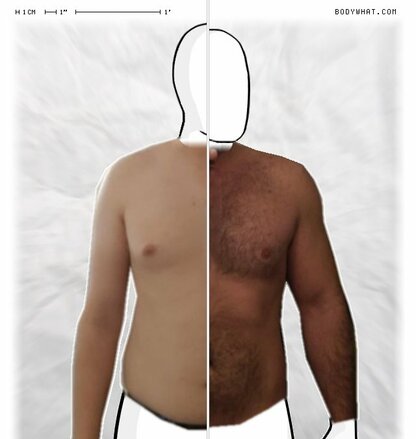 Torso Comparison