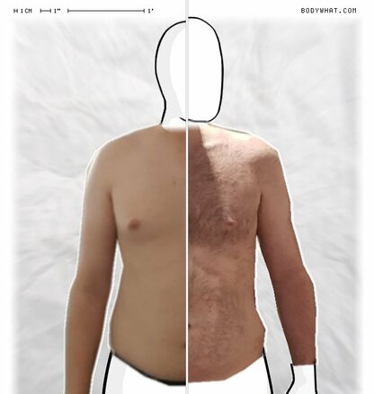 Torso Comparison