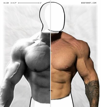 Torso Comparison