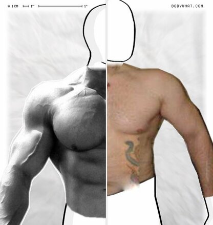 Torso Comparison