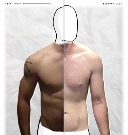 Torso Comparison