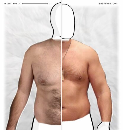 Torso Comparison