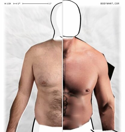 Torso Comparison