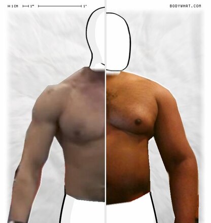 Torso Comparison