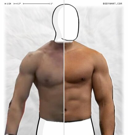 Torso Comparison