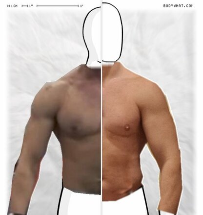 Torso Comparison
