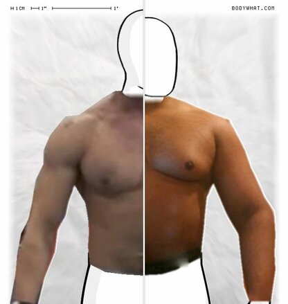 Torso Comparison