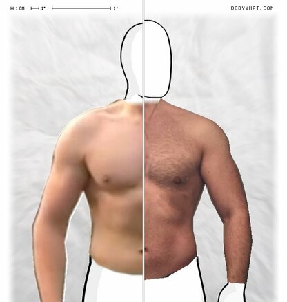 Torso Comparison