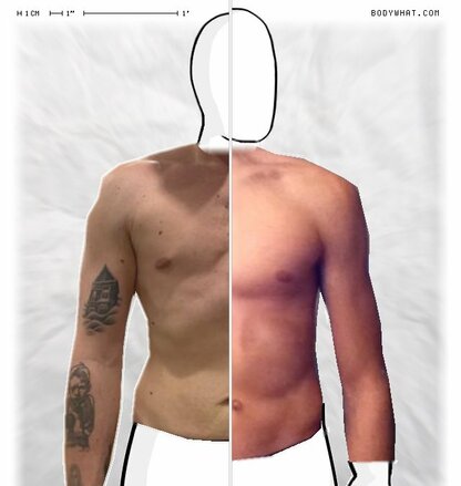 Torso Comparison