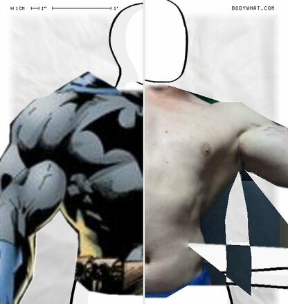 Torso Comparison