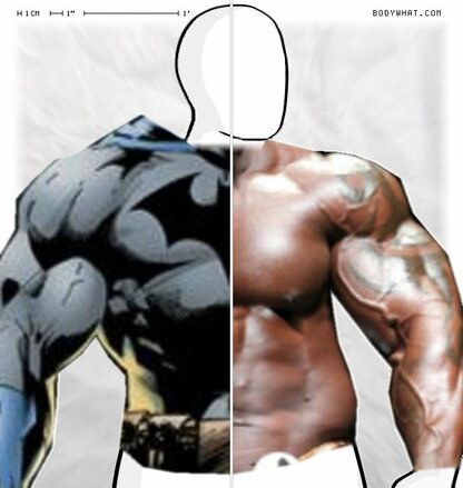 Torso Comparison