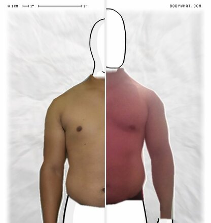 Torso Comparison