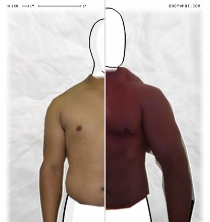 Torso Comparison