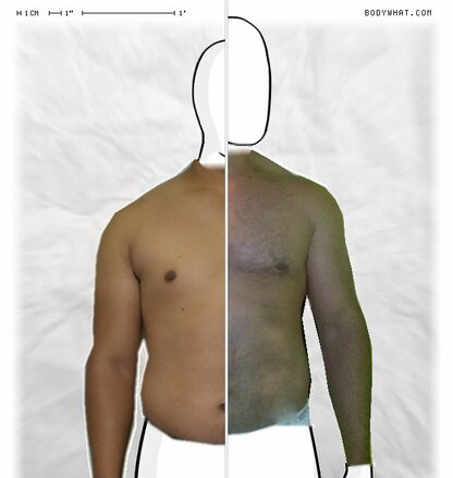 Torso Comparison