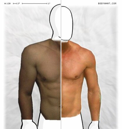 Torso Comparison