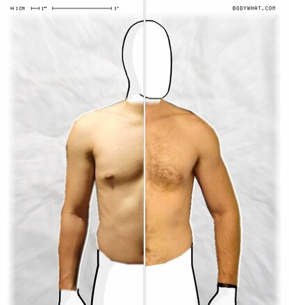 Torso Comparison