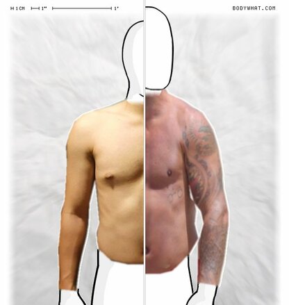 Torso Comparison