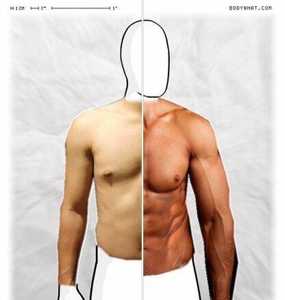 Torso Comparison