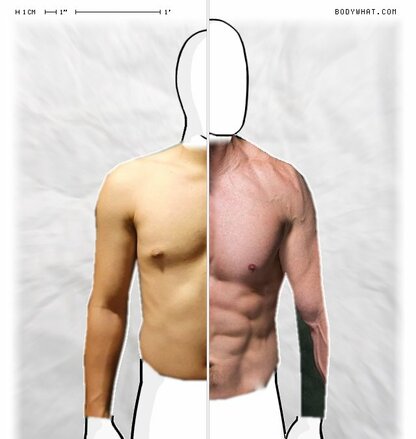 Torso Comparison