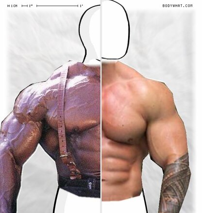 Torso Comparison