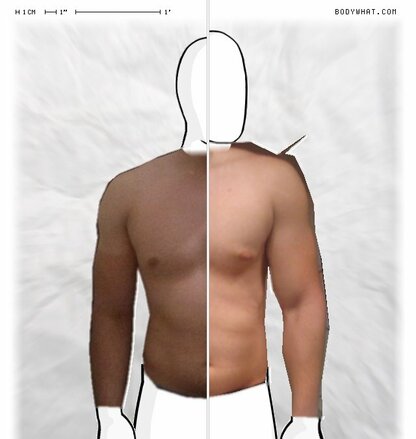 Torso Comparison