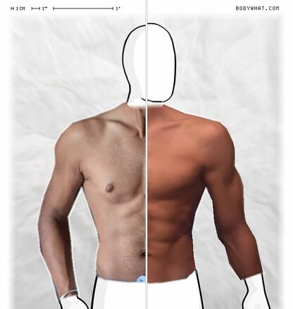 Torso Comparison