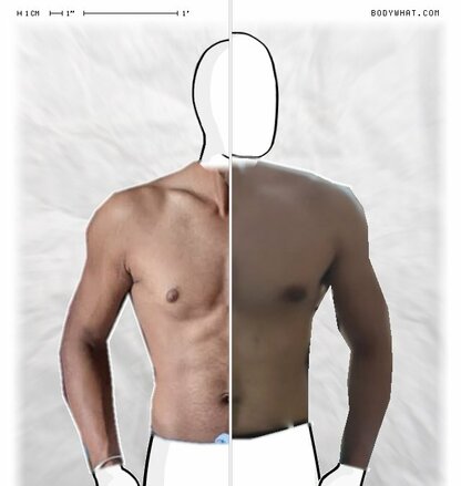 Torso Comparison