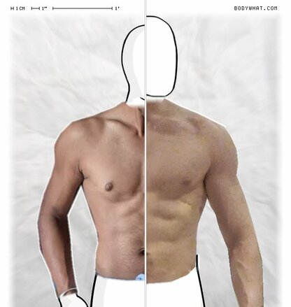 Torso Comparison