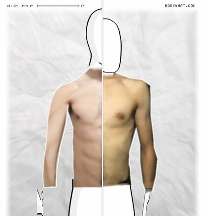 Torso Comparison