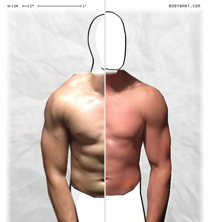 Torso Comparison