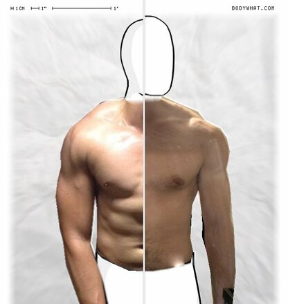 Torso Comparison