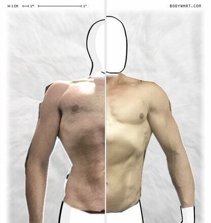 Torso Comparison