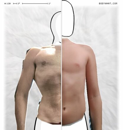 Torso Comparison