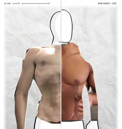 Torso Comparison