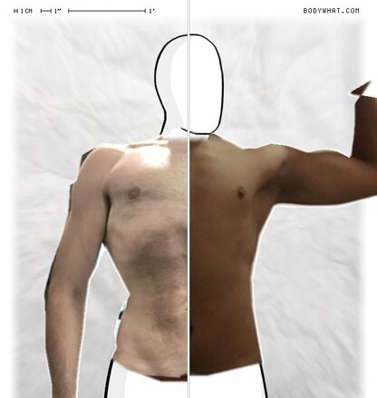 Torso Comparison