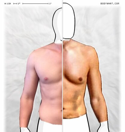 Torso Comparison