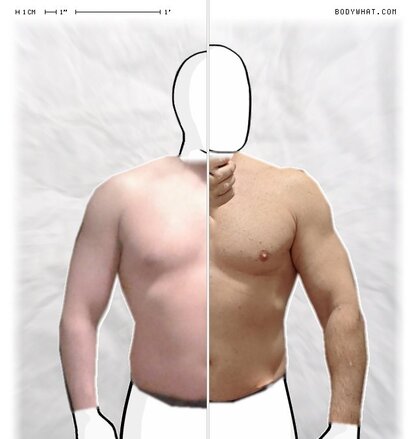 Torso Comparison
