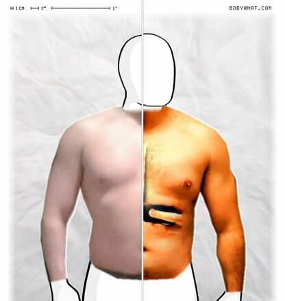 Torso Comparison