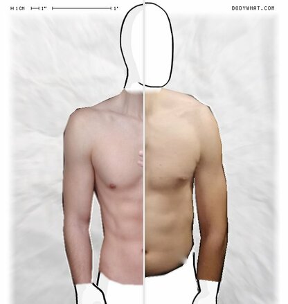 Torso Comparison